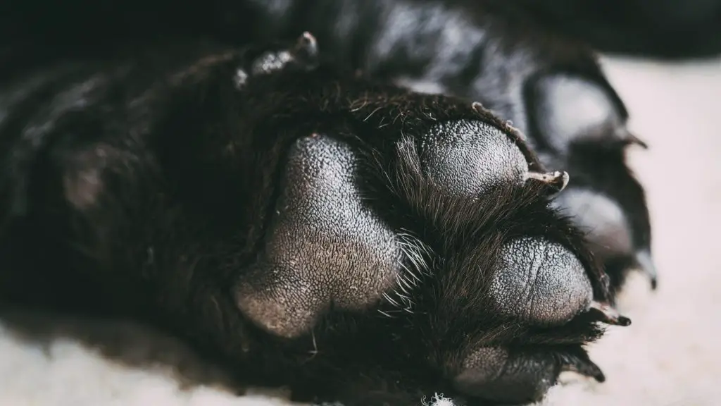 black dog paws