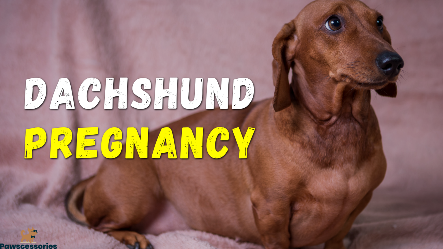 Dachshund Pregnancy Symptoms & Stages Week By Week