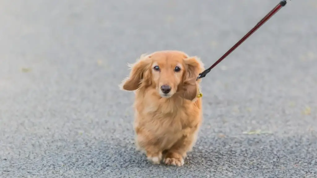 blond hair dachshund walking