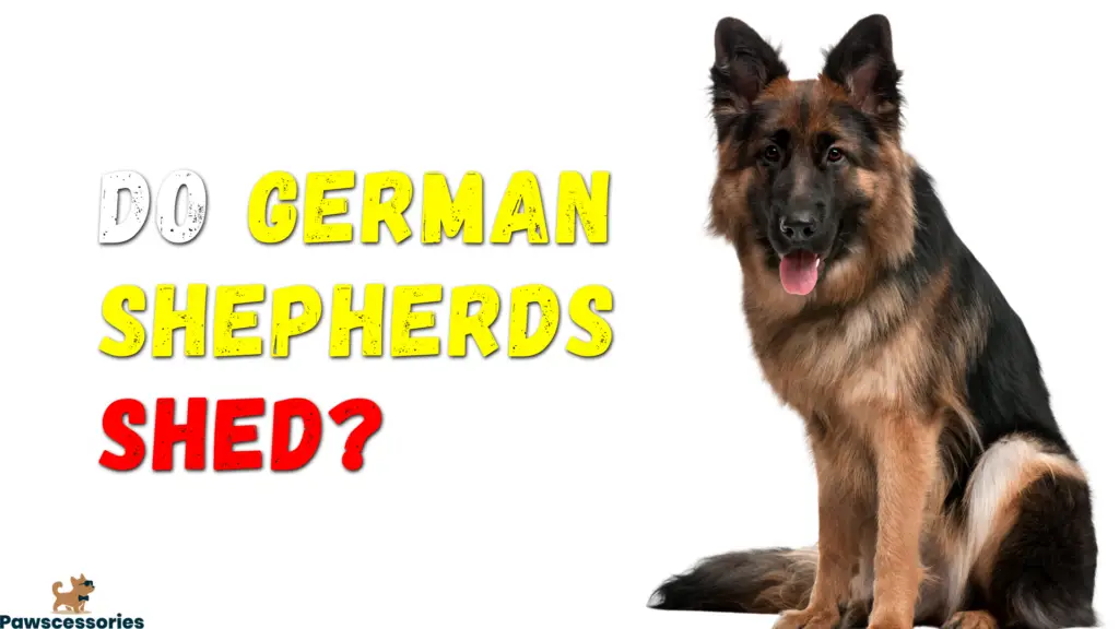 do german shepherds shed_