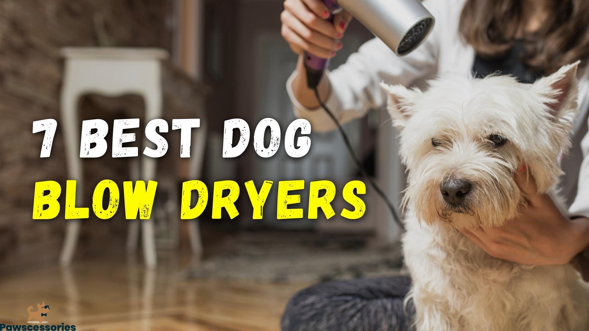 dog blow dryer