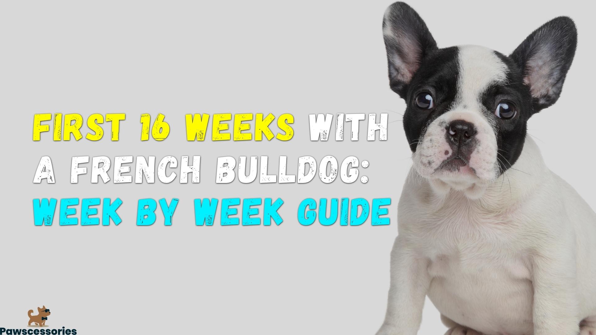 First 16 Weeks With a French Bulldog: Week By Week Guide