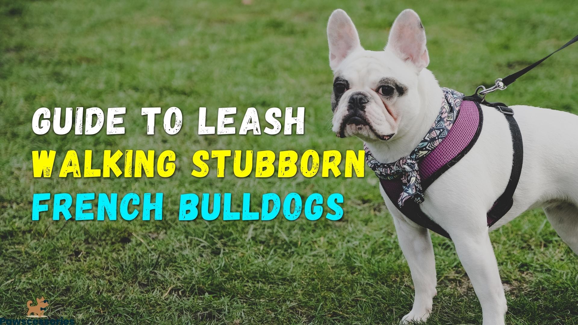 Simple Guide To Leash Walking A Stubborn French Bulldog