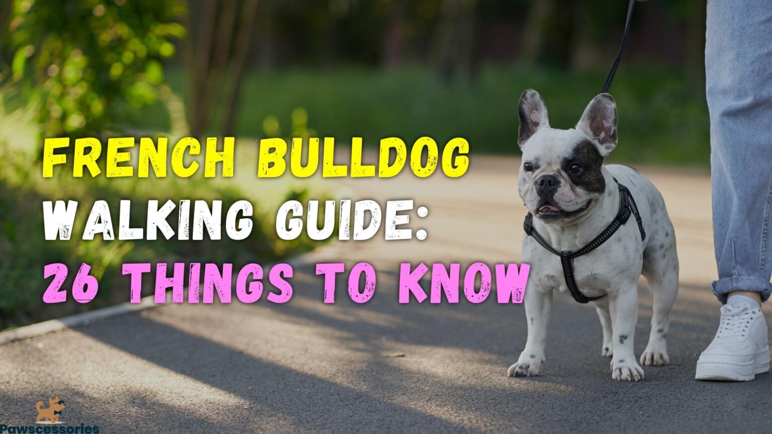 Ultimate French Bulldog Walking Guide 26 Things To Know