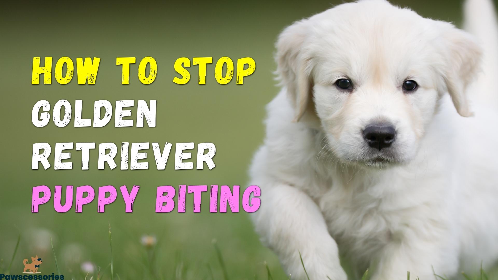 Stop Golden Retriever Biting For Good (Simple Solutions!)