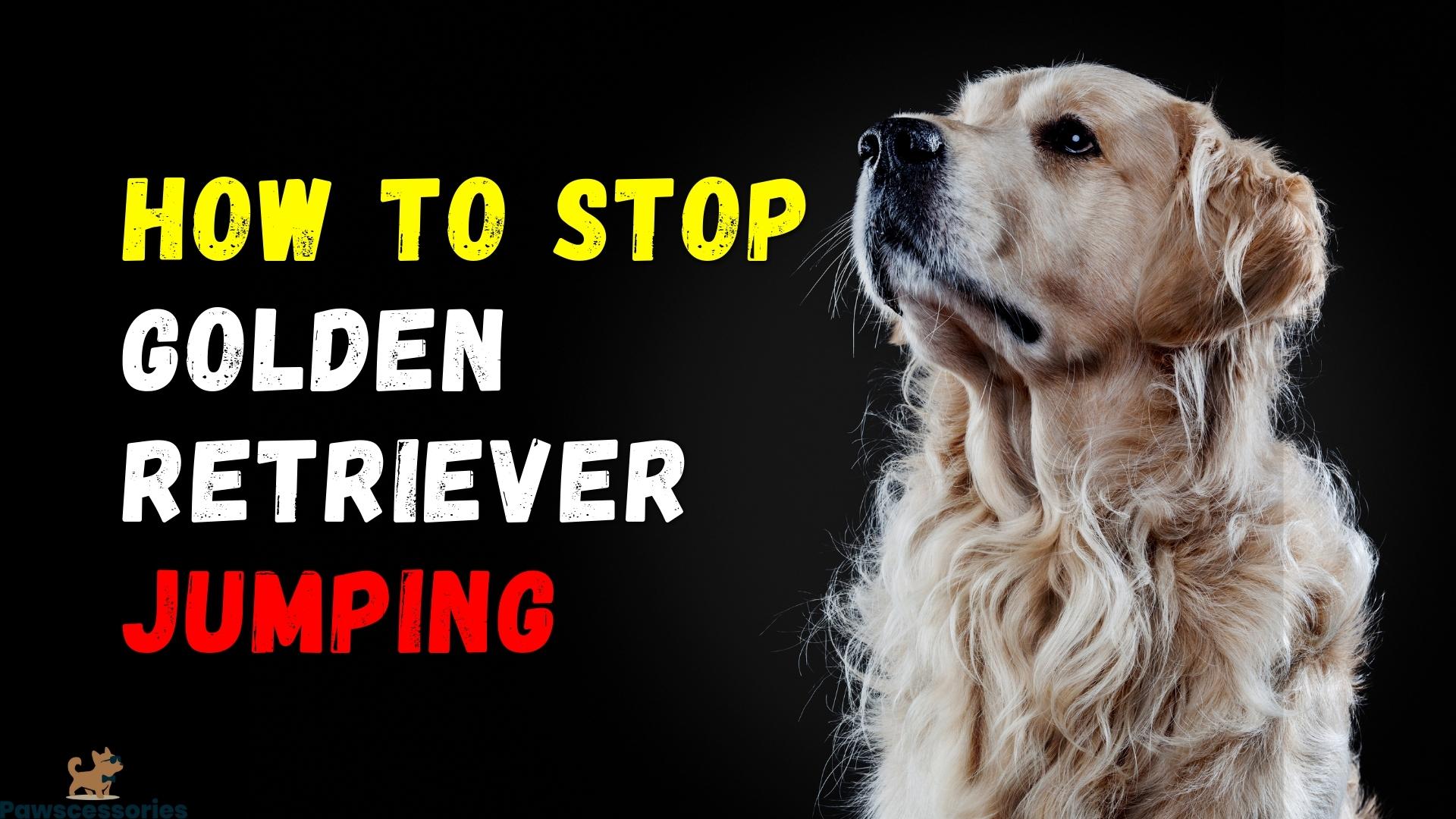 Stop Golden Retriever Jumping For Good (4 Simple Steps!)