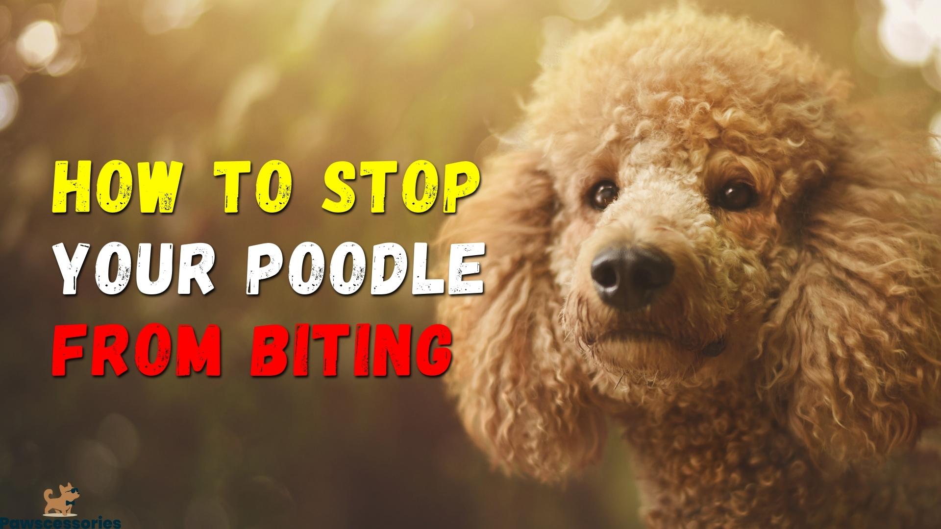 Poodle Biting: Why It Still Happens + 6 Ways To Stop It