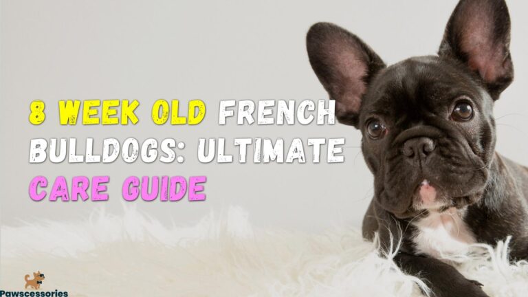 8 Week Old French Bulldogs: Ultimate Care Guide