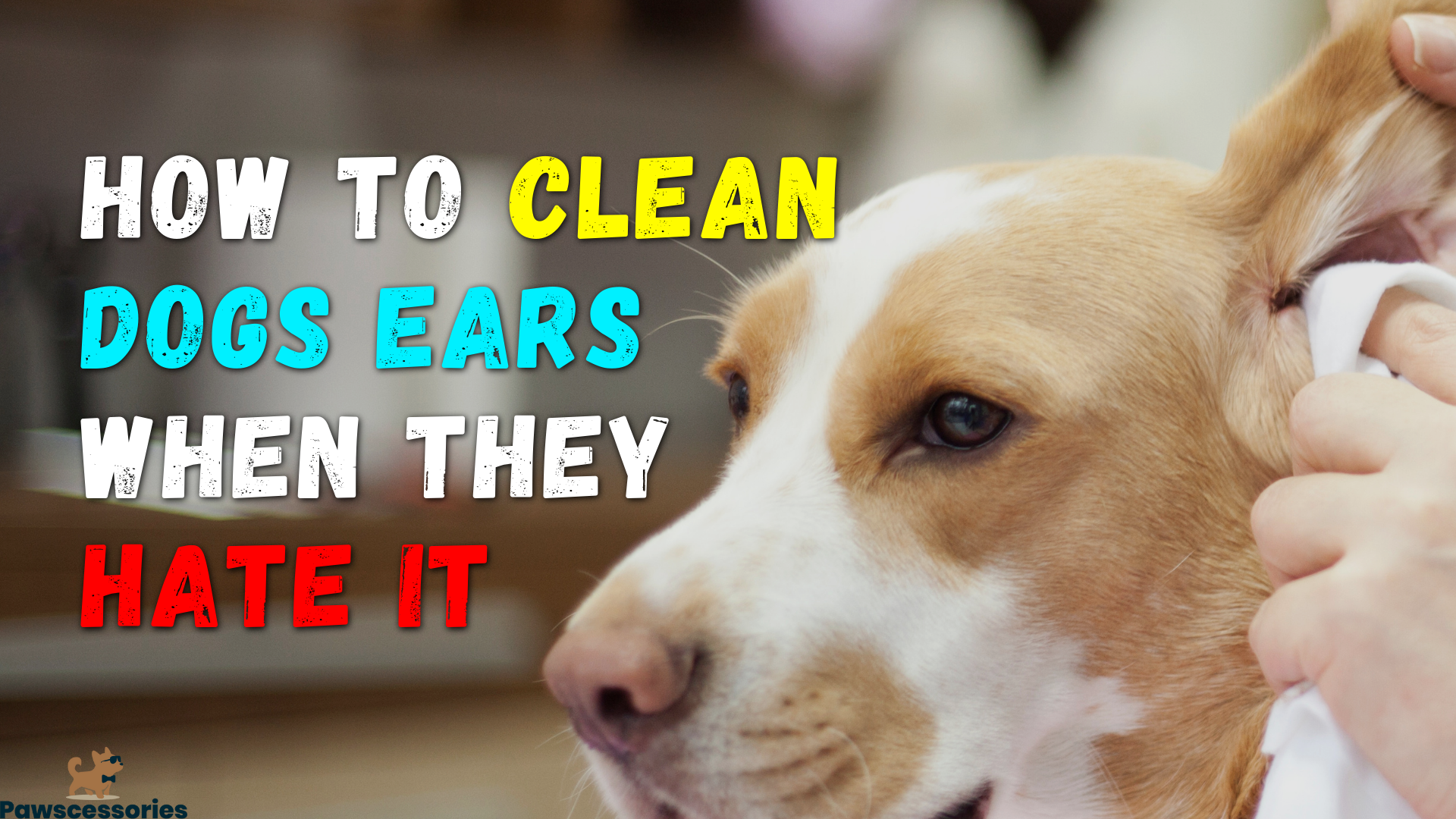 How To Clean Dog’s Ears When They Hate It: 9 Simple Steps