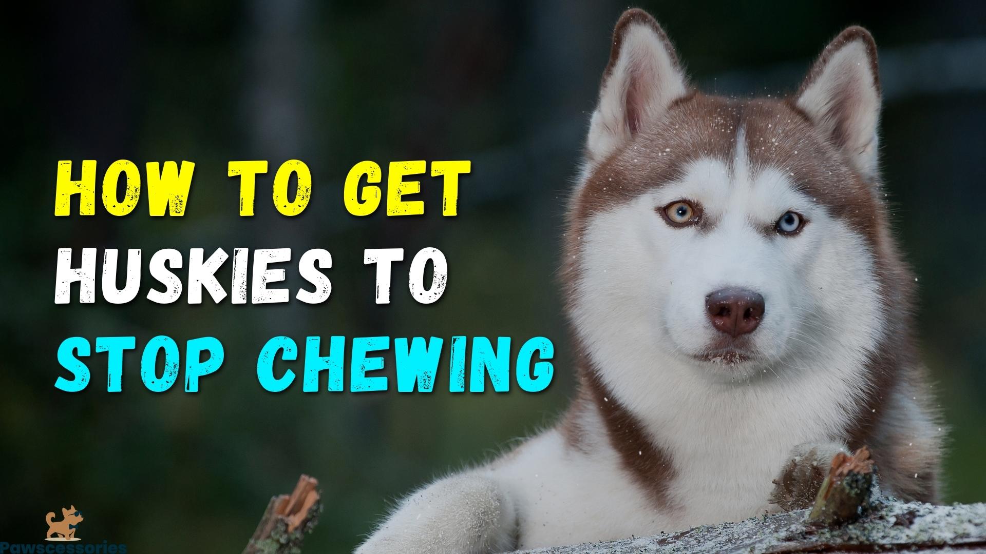 Husky Biting Why It Still Happens + 6 Ways To Stop It