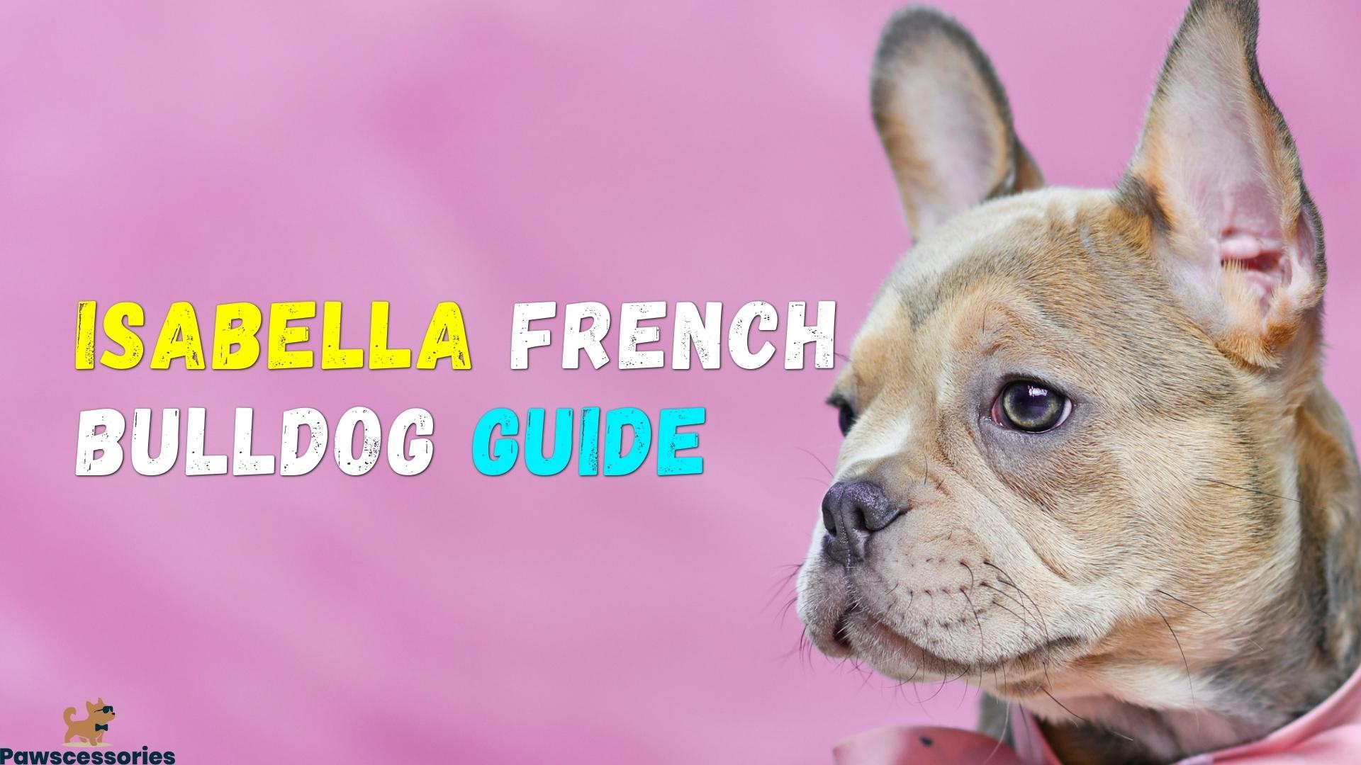 complete-isabella-french-bulldog-guide-quick-answers