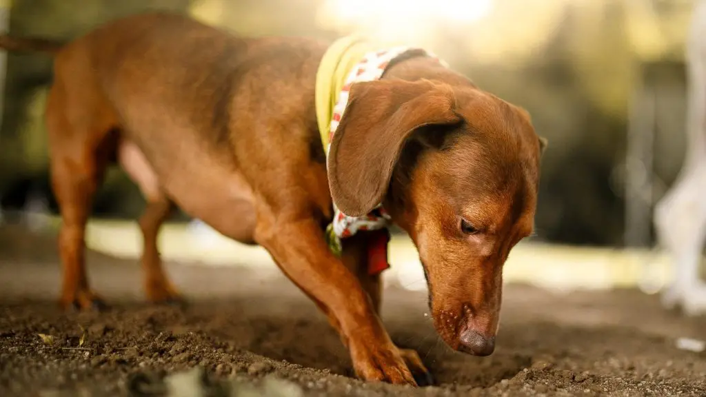 why do dachshunds dig