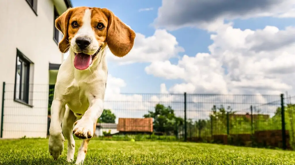 wireless dog fences