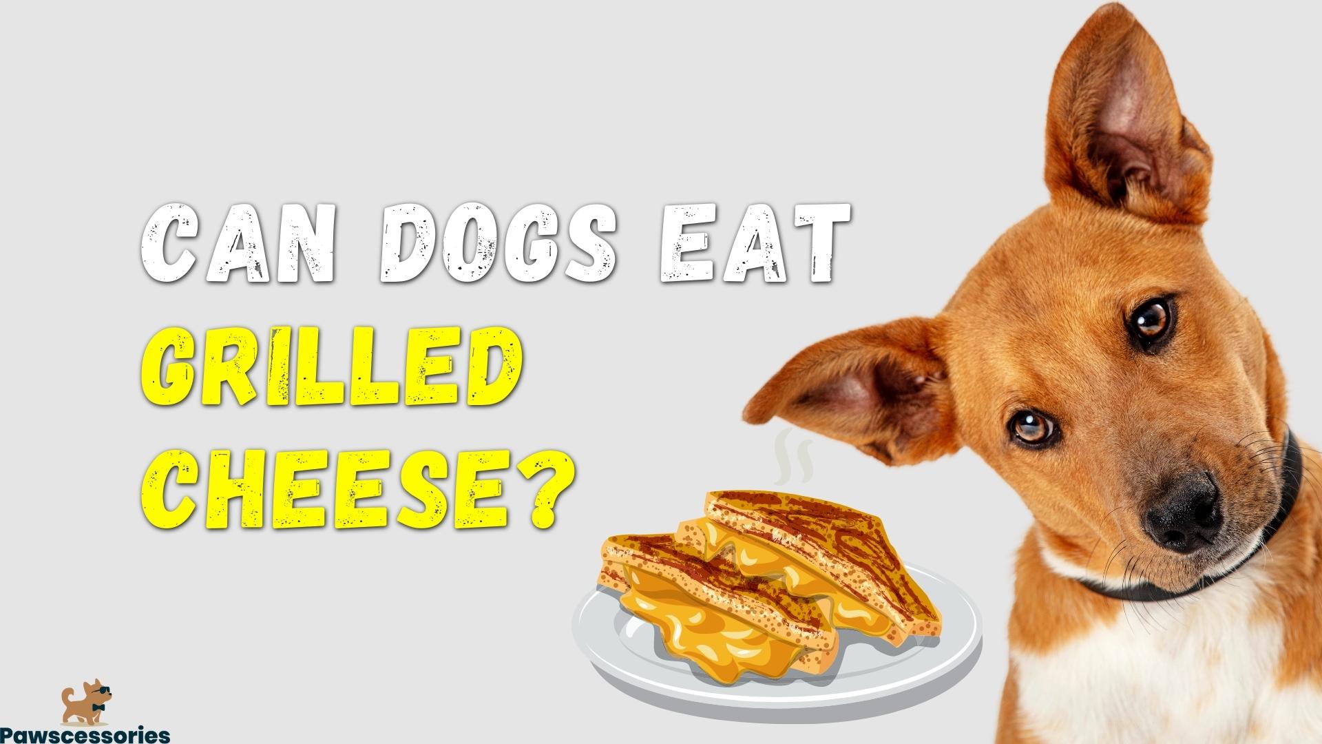 Can Dogs Eat Grilled Cheese? 4 Dangers & Tips If They Do