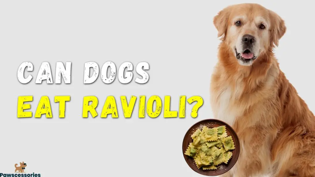 Can dogs eat ravioli