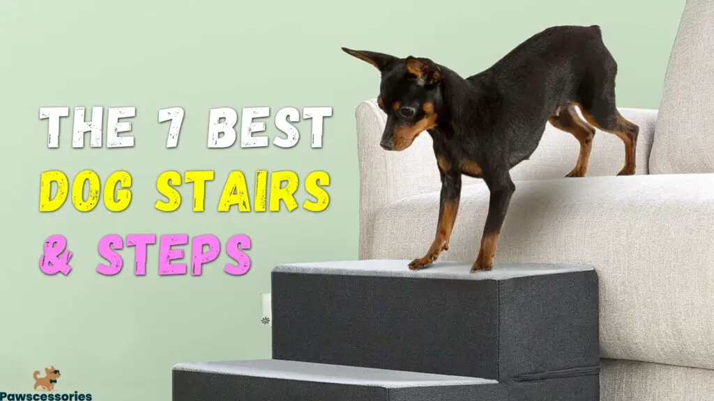 dog stairs