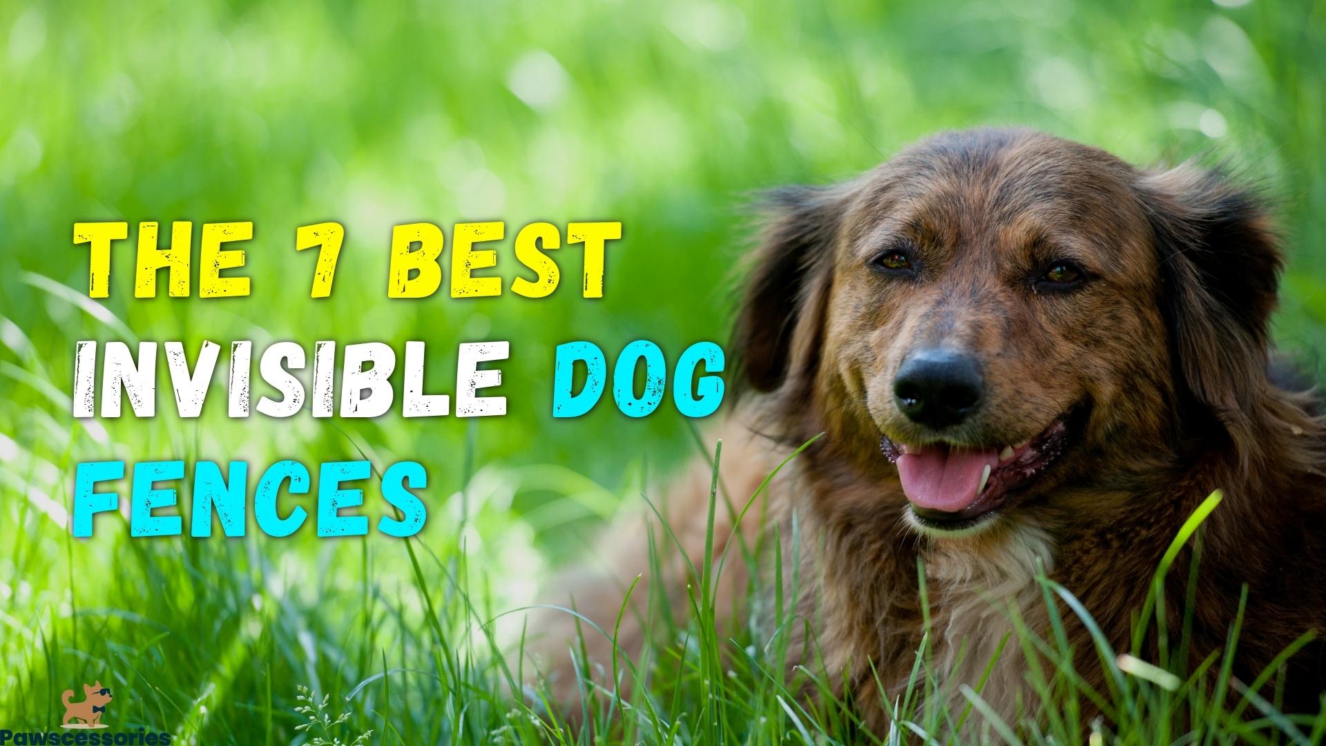 7 Best Invisible Dog Fences In 2022 (Wireless, Electric & More)
