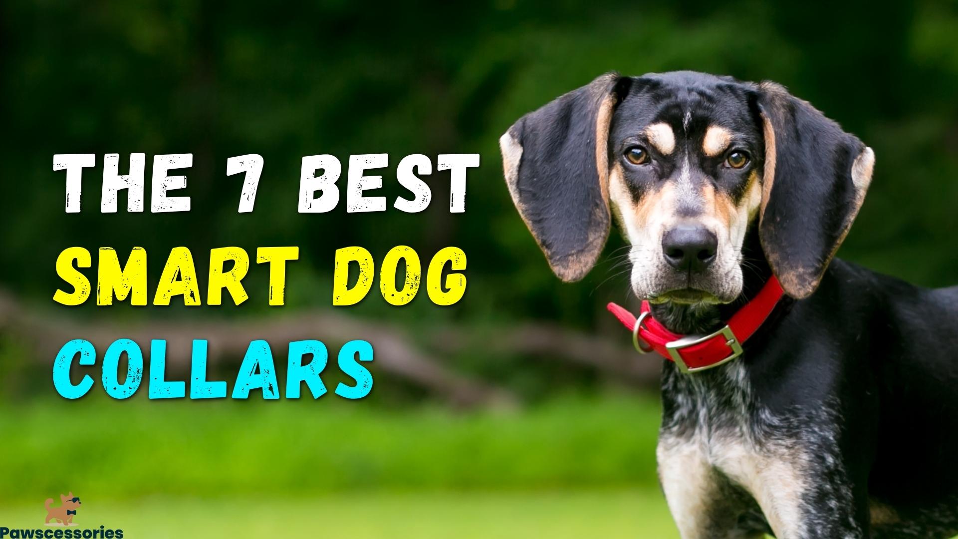 Best Smart Dog Collar Picks In 2022 (GPS & Health Tracking)