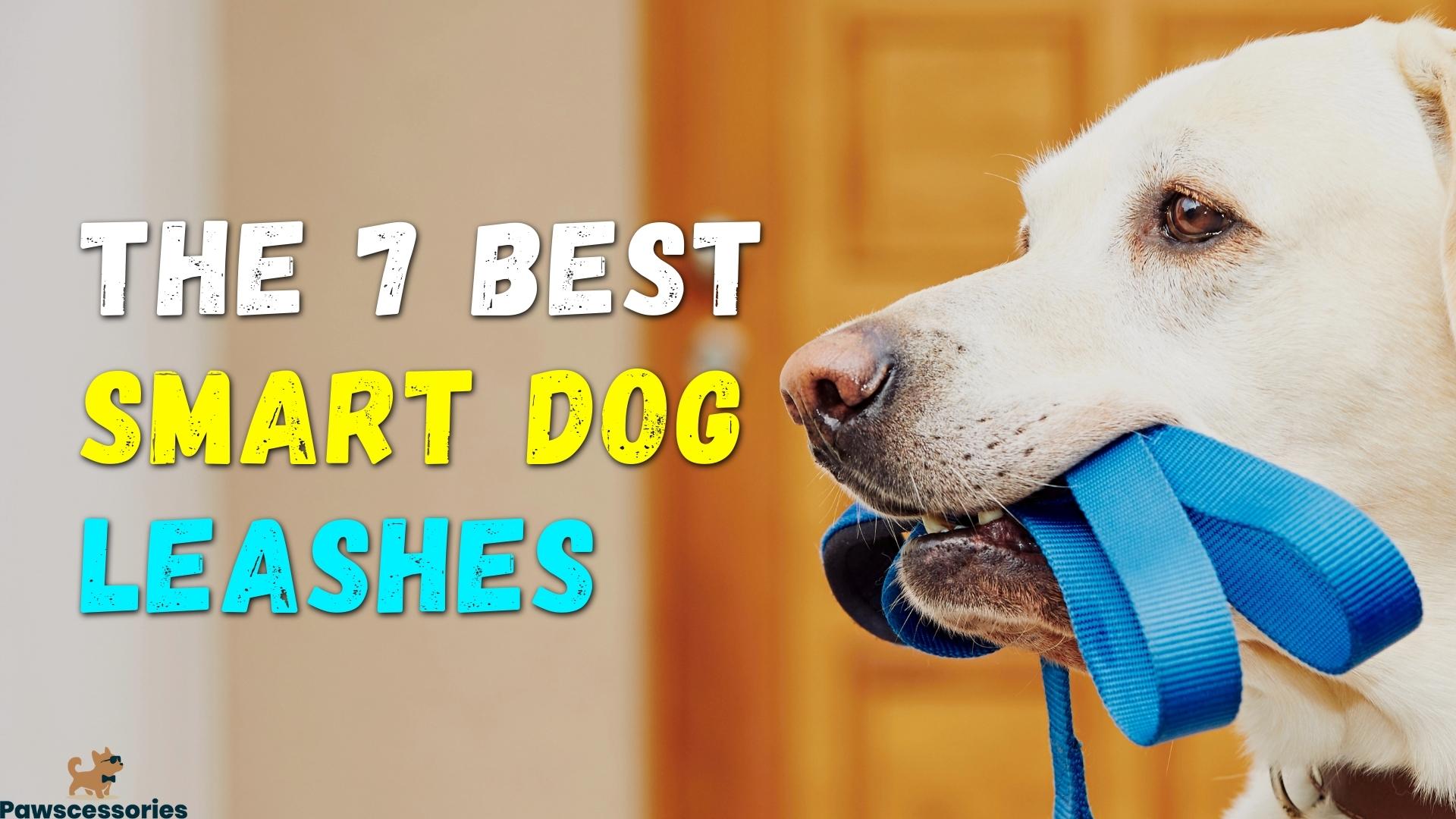 5 Best Smart Dog Leashes In 2022 (Top Picks & Reviews)