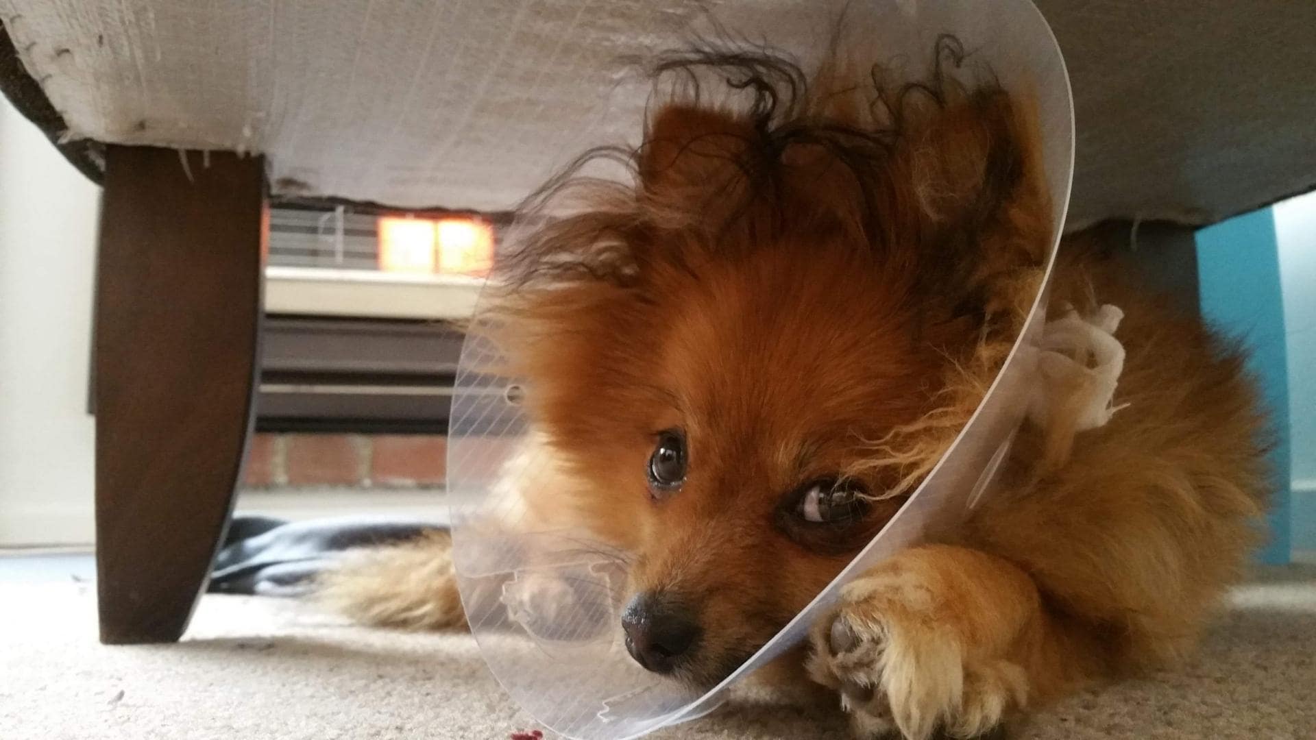 When To Take Cone Off Dog After Neuter? (Simply Explained!)