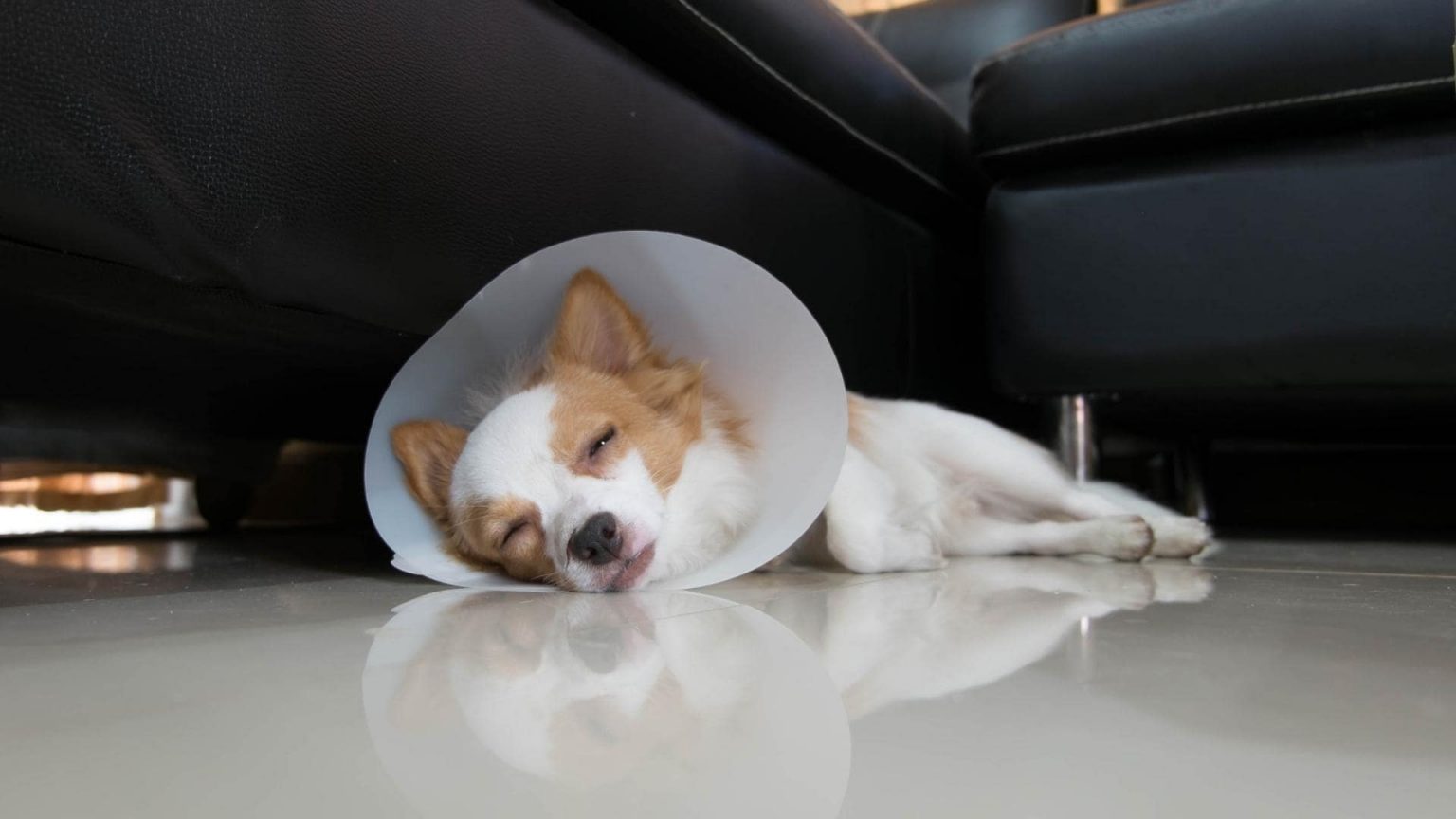 when-to-take-cone-off-dog-after-neuter-simply-explained