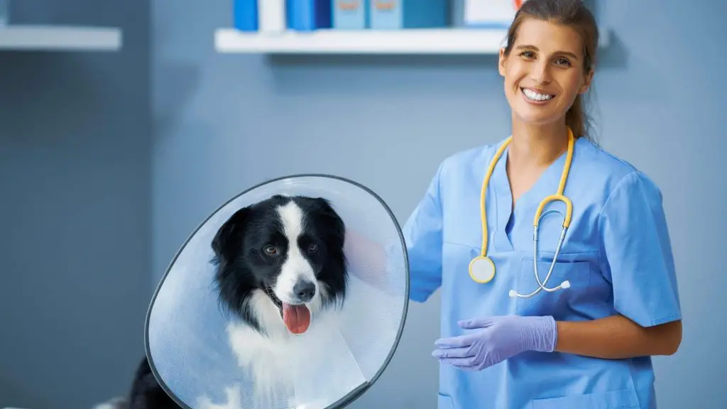 When To Take Cone Off Dog After Neuter? (Simply Explained!)