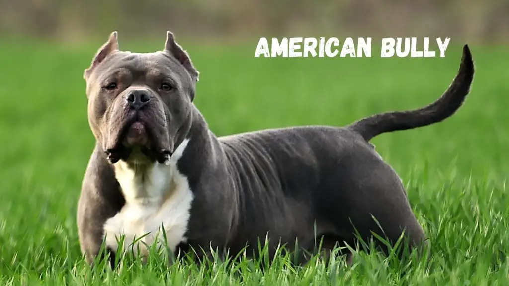 American Bully