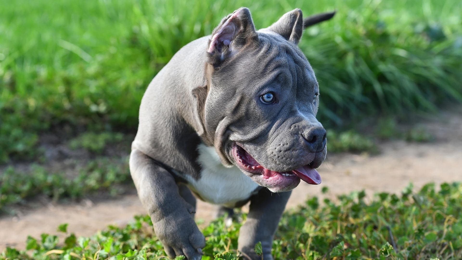 Pocket Bully (Also Called The Micro Bully) Complete Guide
