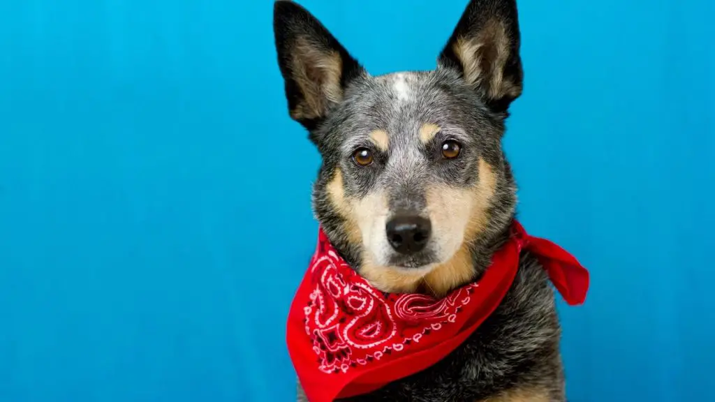 Australian Cattle Dog