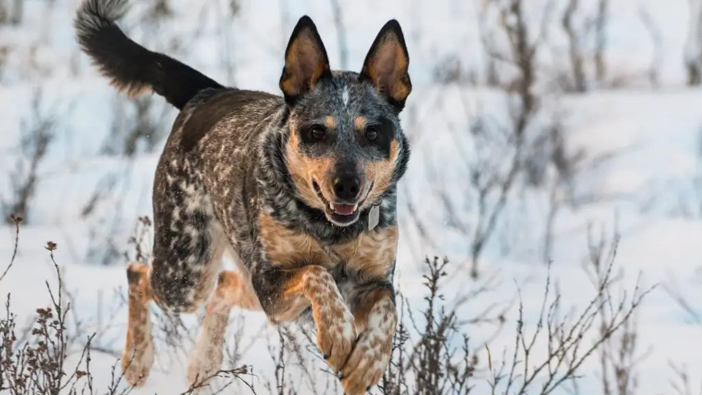 Australian Cattle Dog 