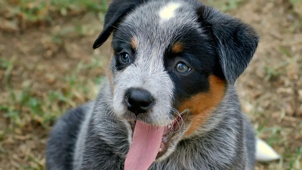 Australian Cattle Dog