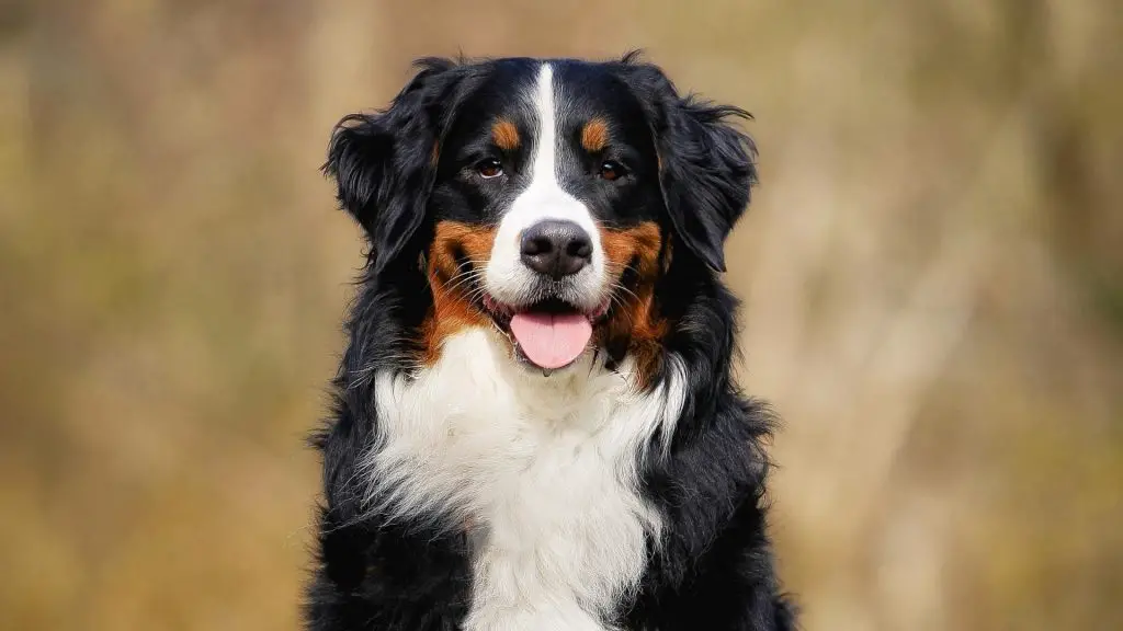 Bernese Mountain Dog