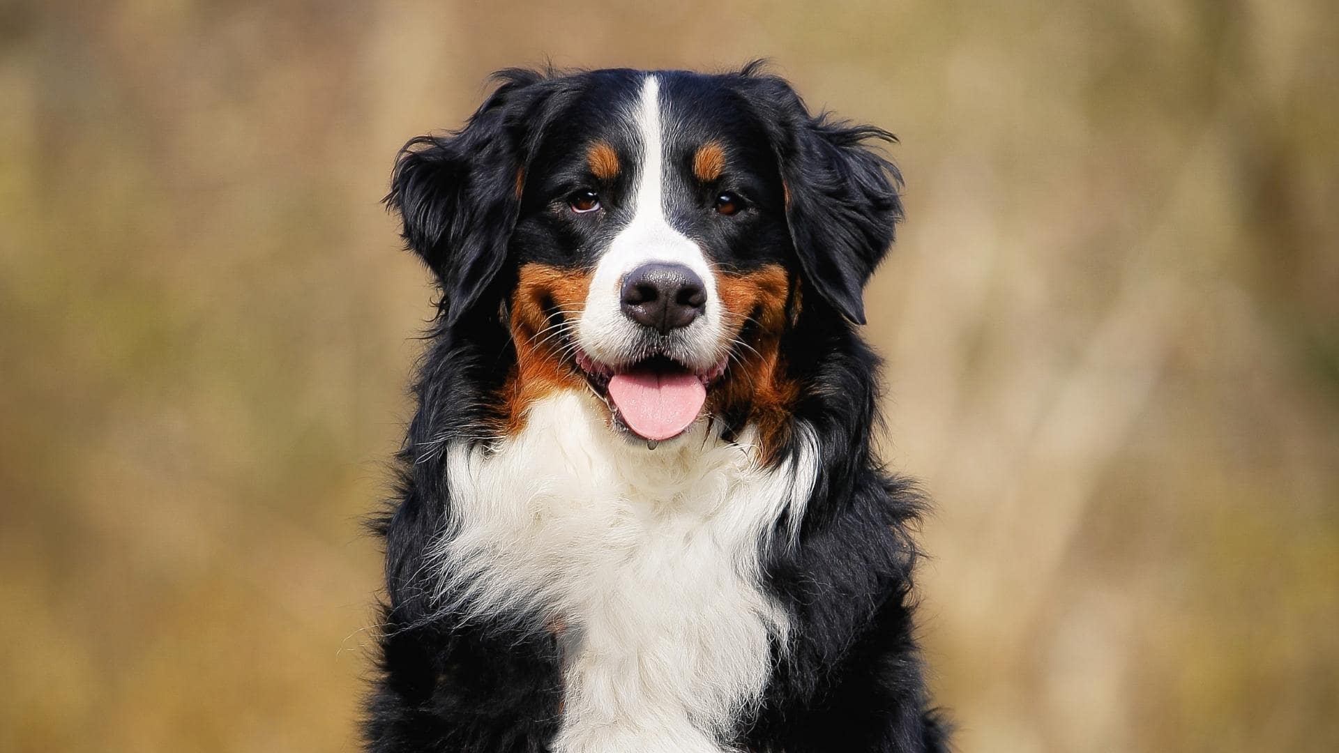 Mini Bernedoodle: Size, Temperament, Price, Shedding, & More