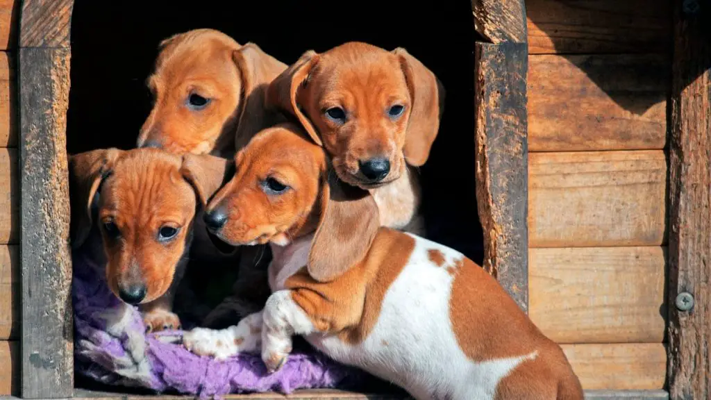 abandoned dachshunds