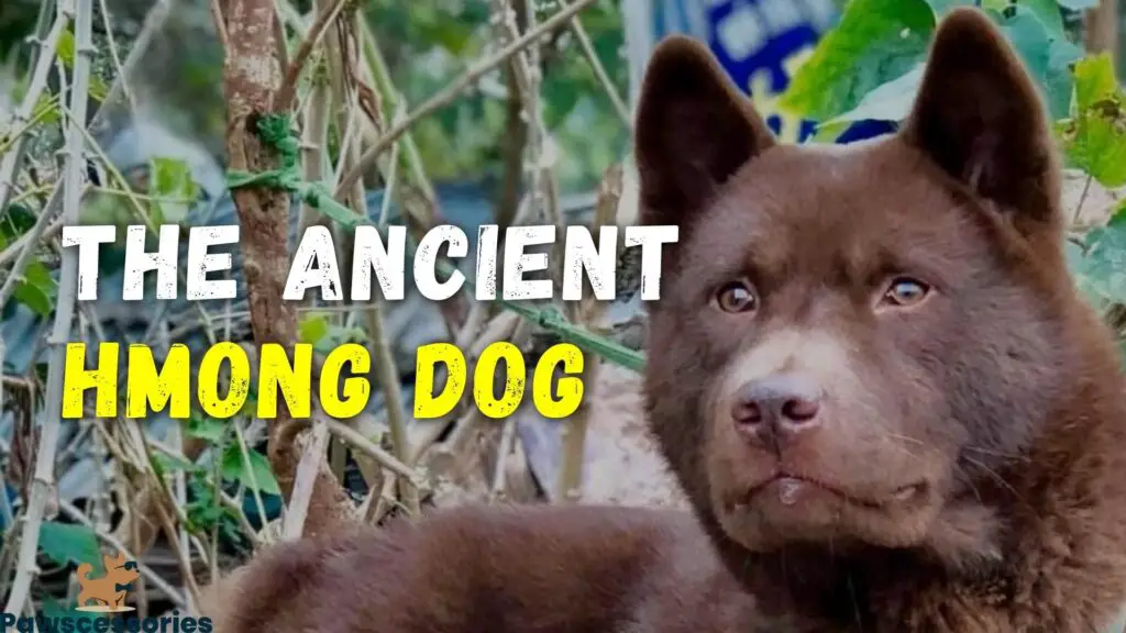 Hmong dog breed