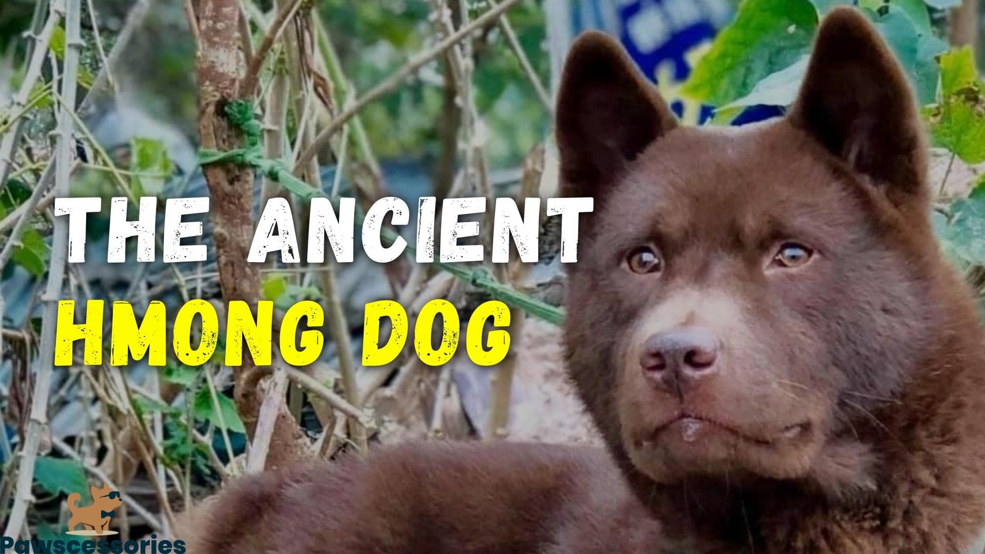 Hmong Dog (The Cat-Dog Hybrid) – All You Need To Know