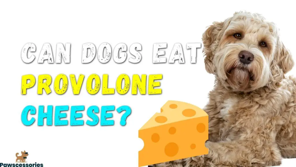 can dogs eat parmesan cheese