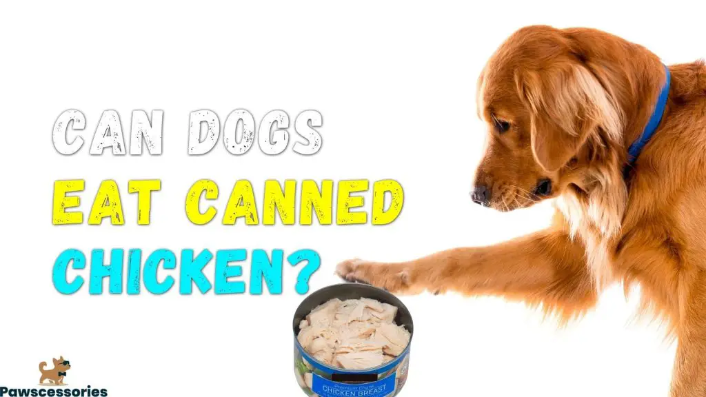 can dog eat canned chicken
