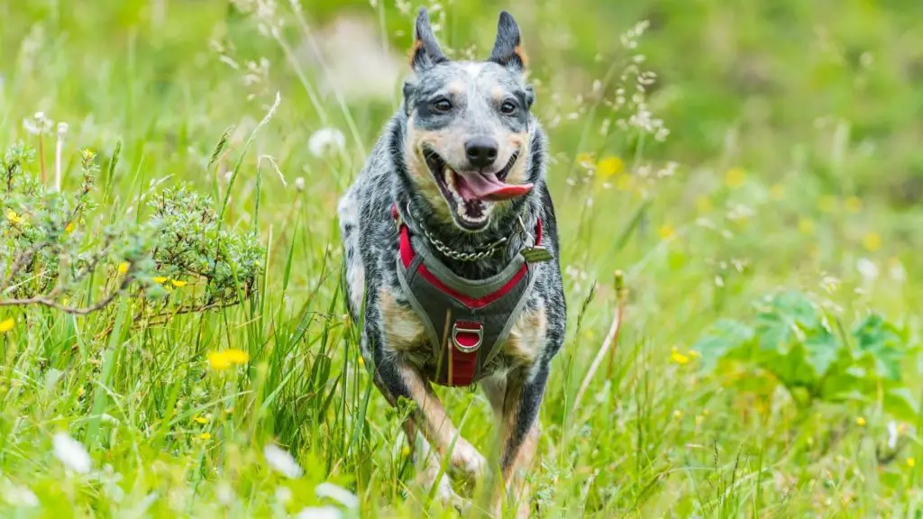 Blue Heeler Dog