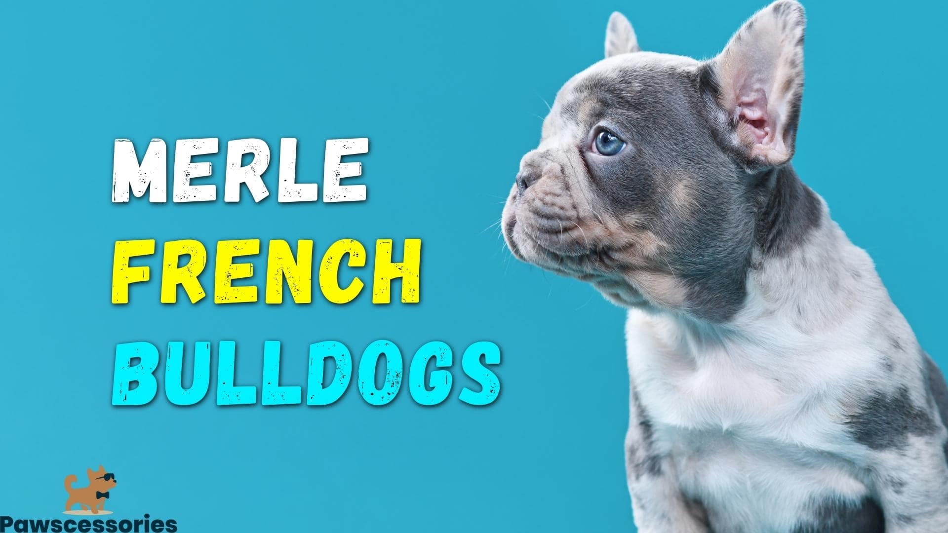 Merle French Bulldog: Everything You Need To Know