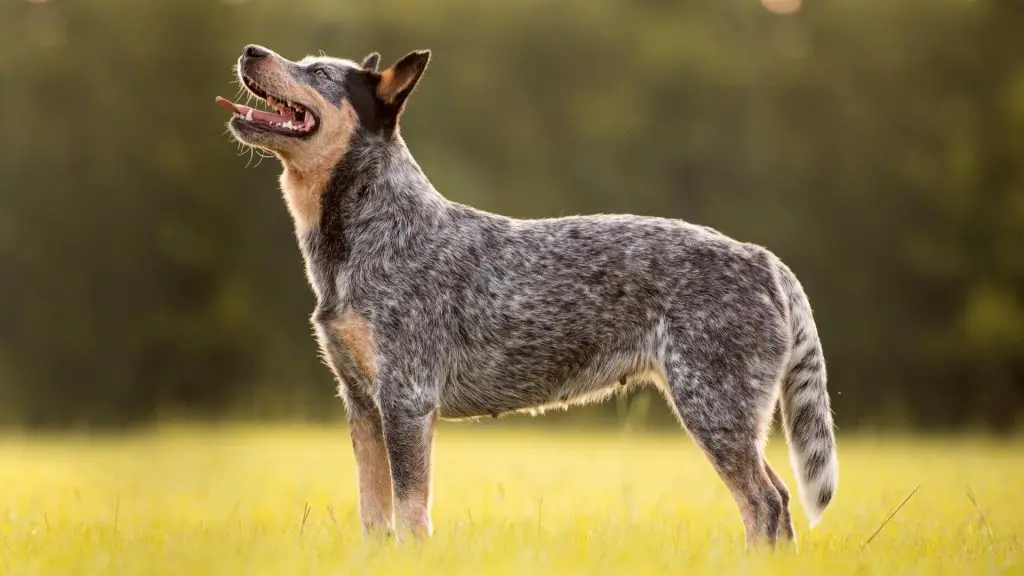 Blue heeler