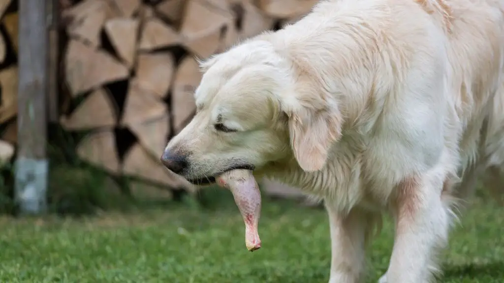 Can Dogs Eat Chicken Thighs