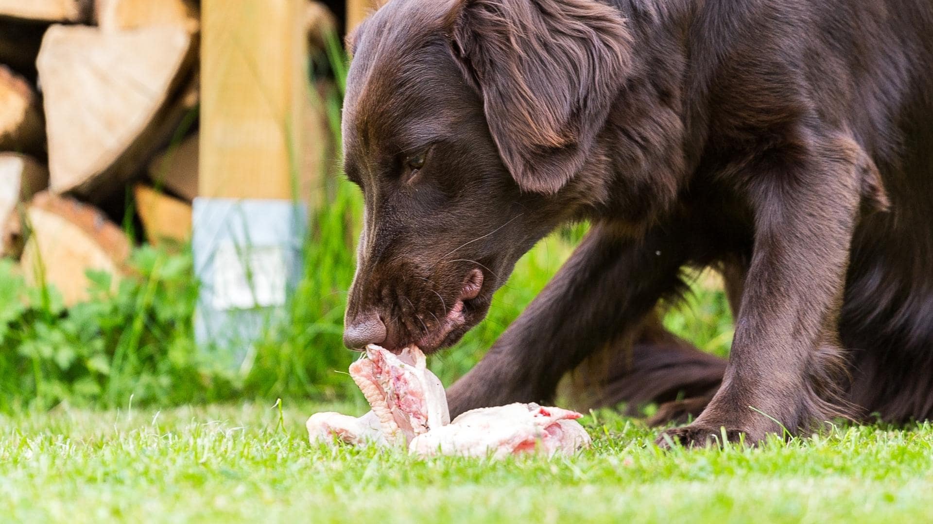 can-dogs-eat-chicken-thighs-benefits-dangers-from-a-vet