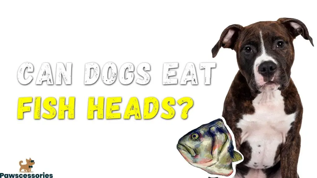 Can Dogs Eat Fish Heads