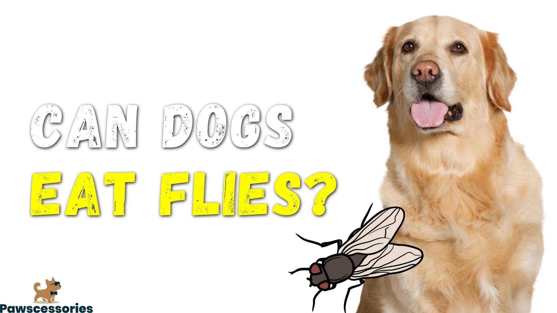 My Dog Loves Flies: Is That Safe? Can Dogs Eat Flies?