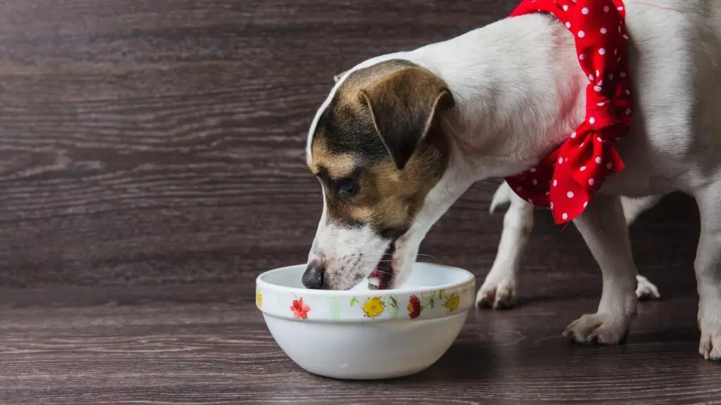 Can Dogs Eat Parmesan Cheese