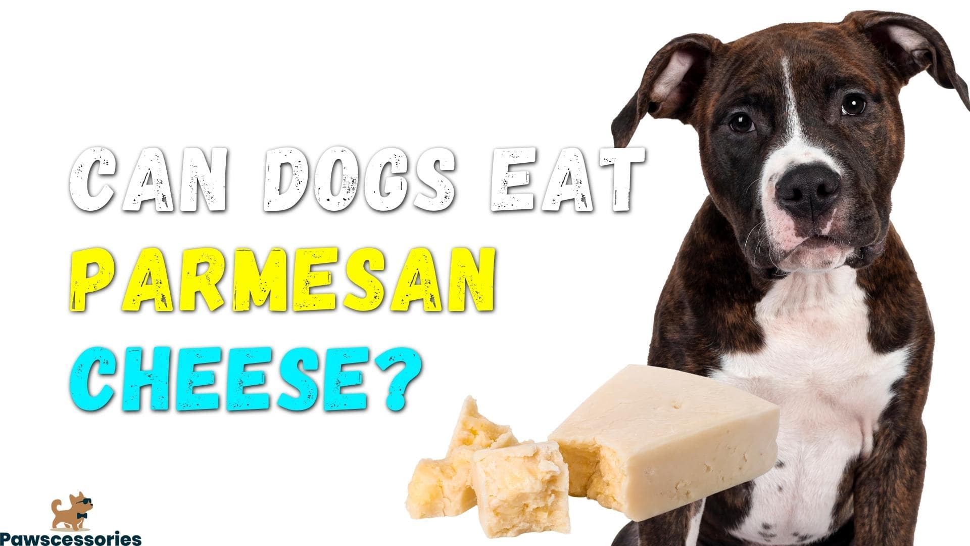 Can Dogs Eat Parmesan Cheese? Dangers & Benefits