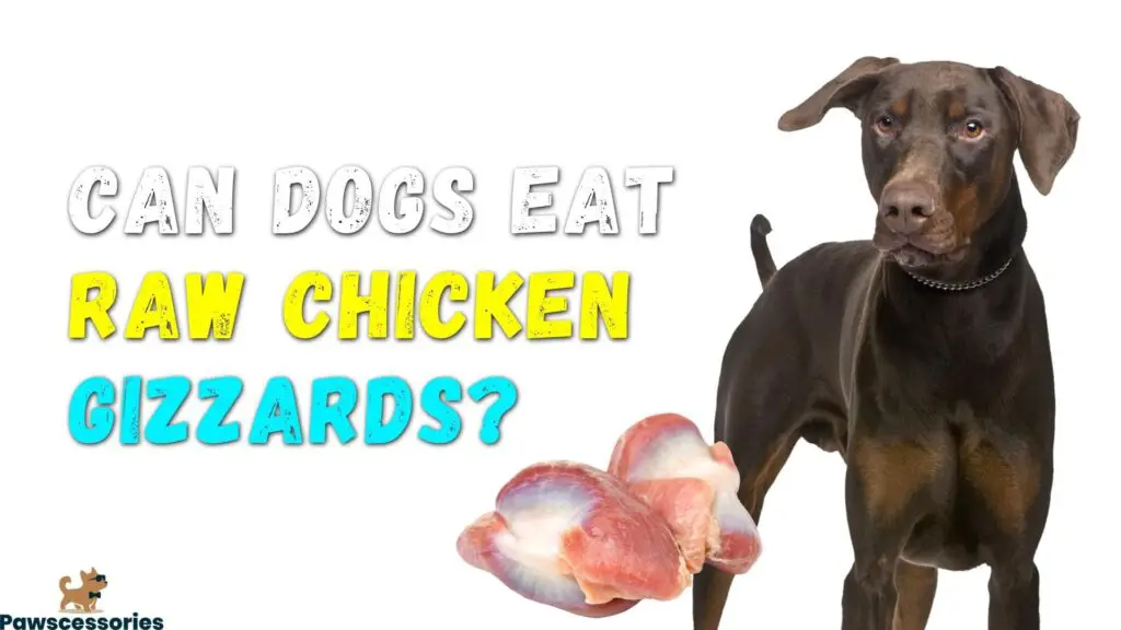 Can Dogs Eat Raw Chicken Gizzards