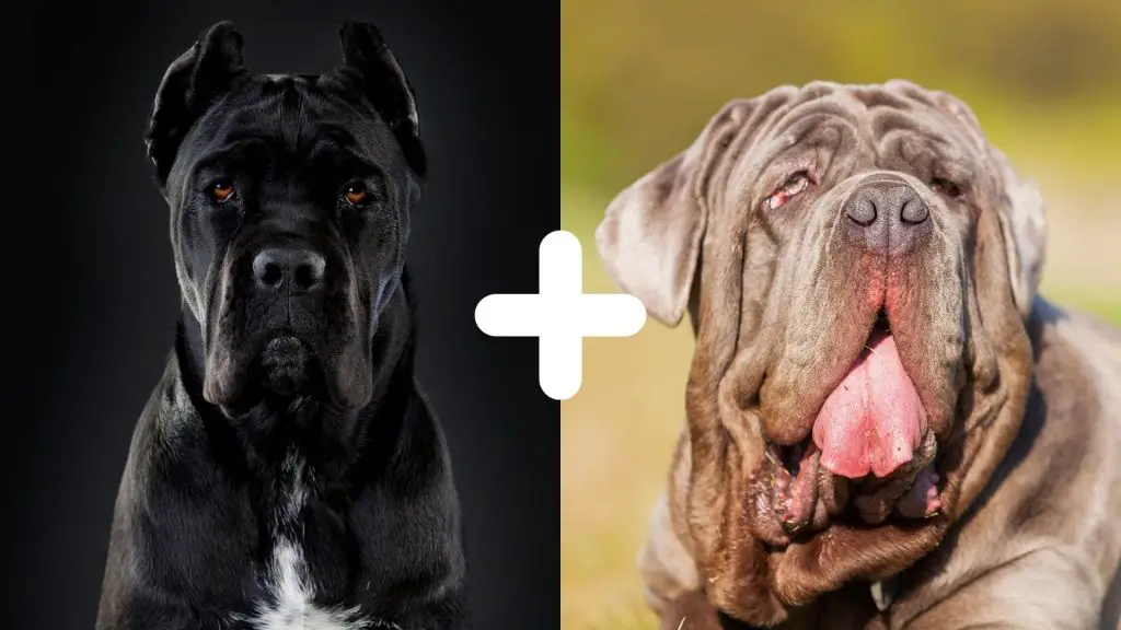 Cane Corso Neapolitan Mastiff Mix