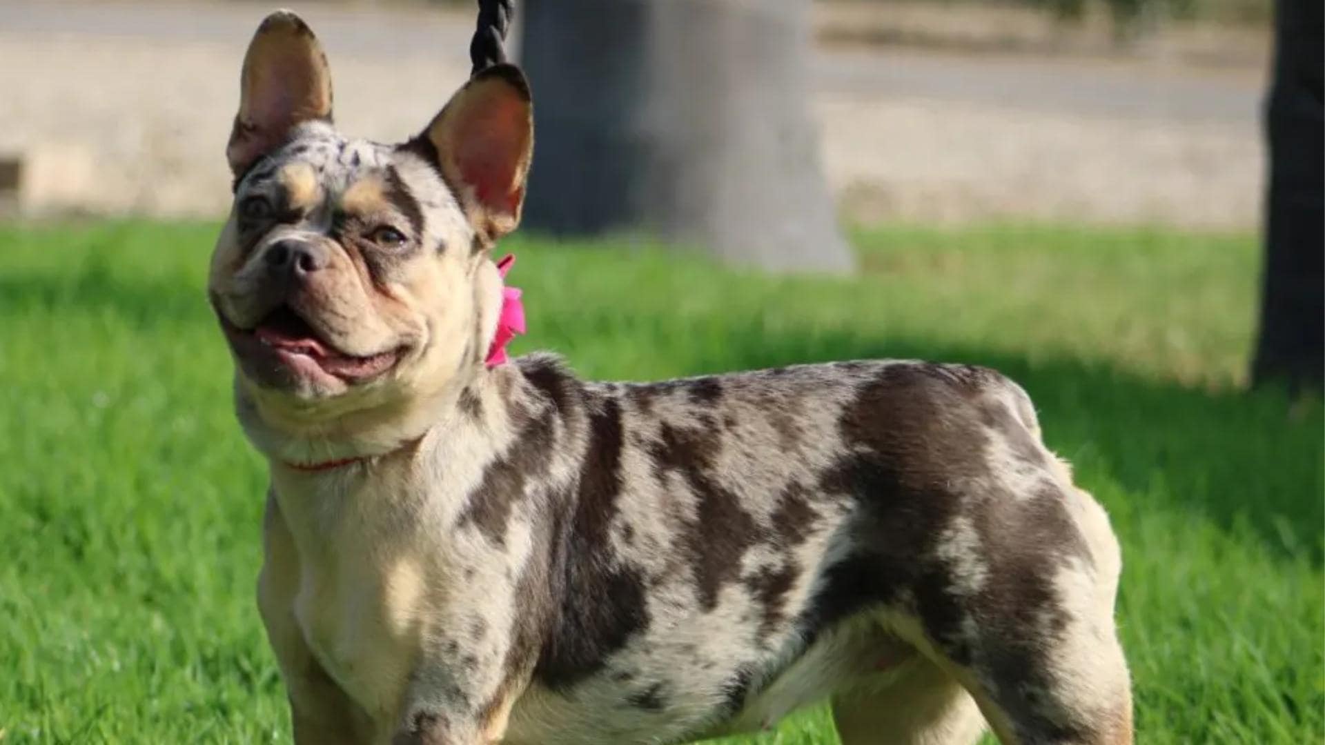 Merle French Bulldog Everything You Need To Know